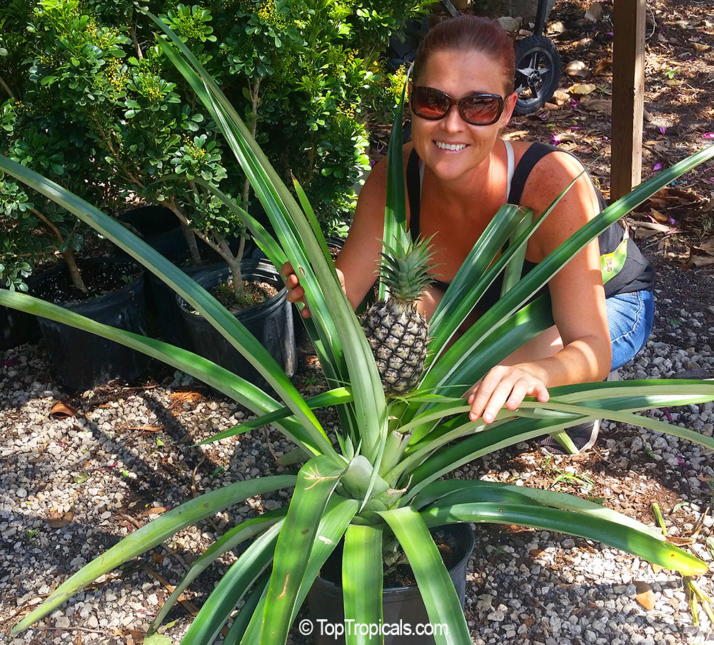 Pineapple plant with a fruit and a beautiful girl Kristi