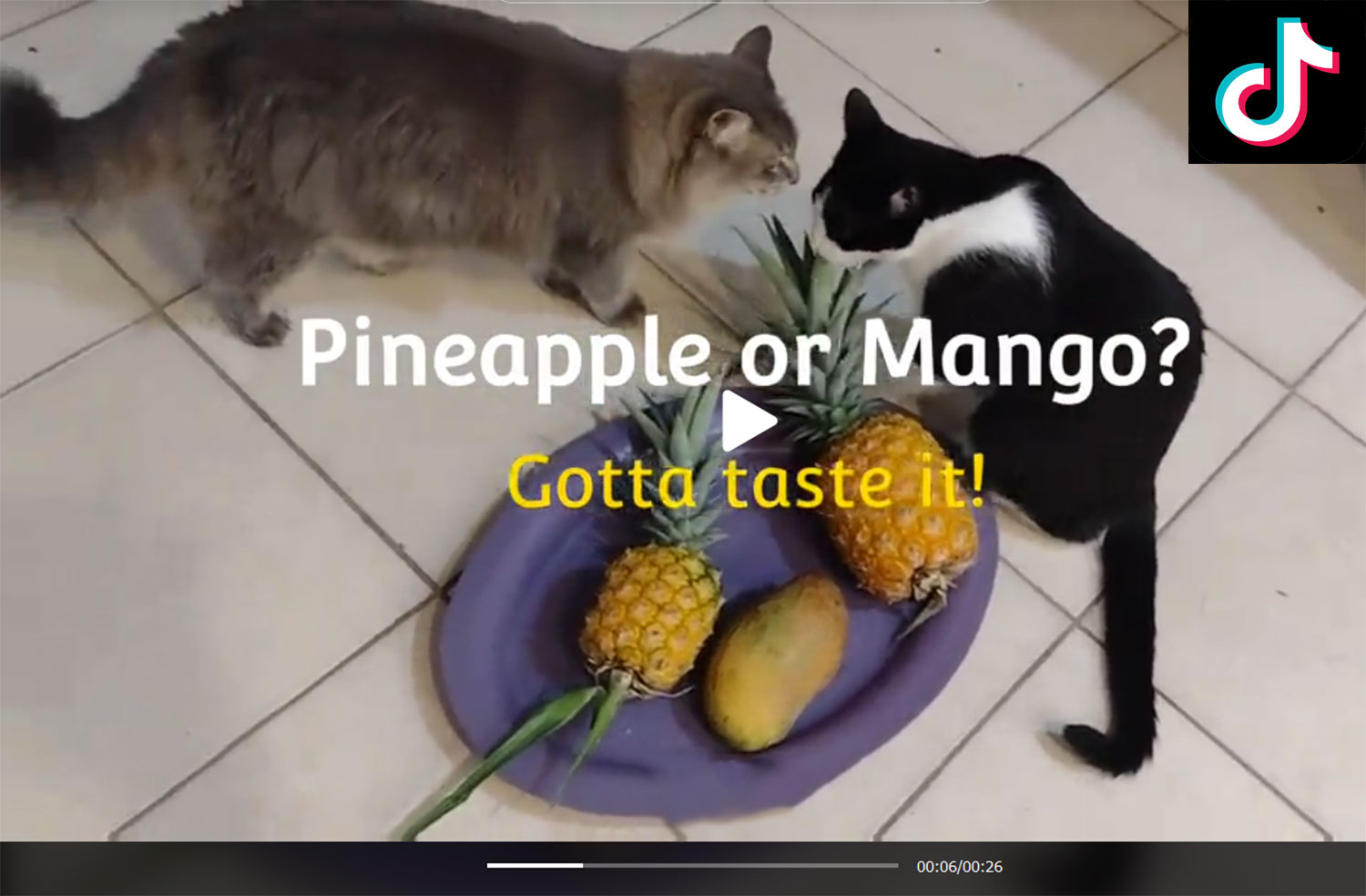 Pineapple, Mango and Cats from Top Tropicals 
TikTok