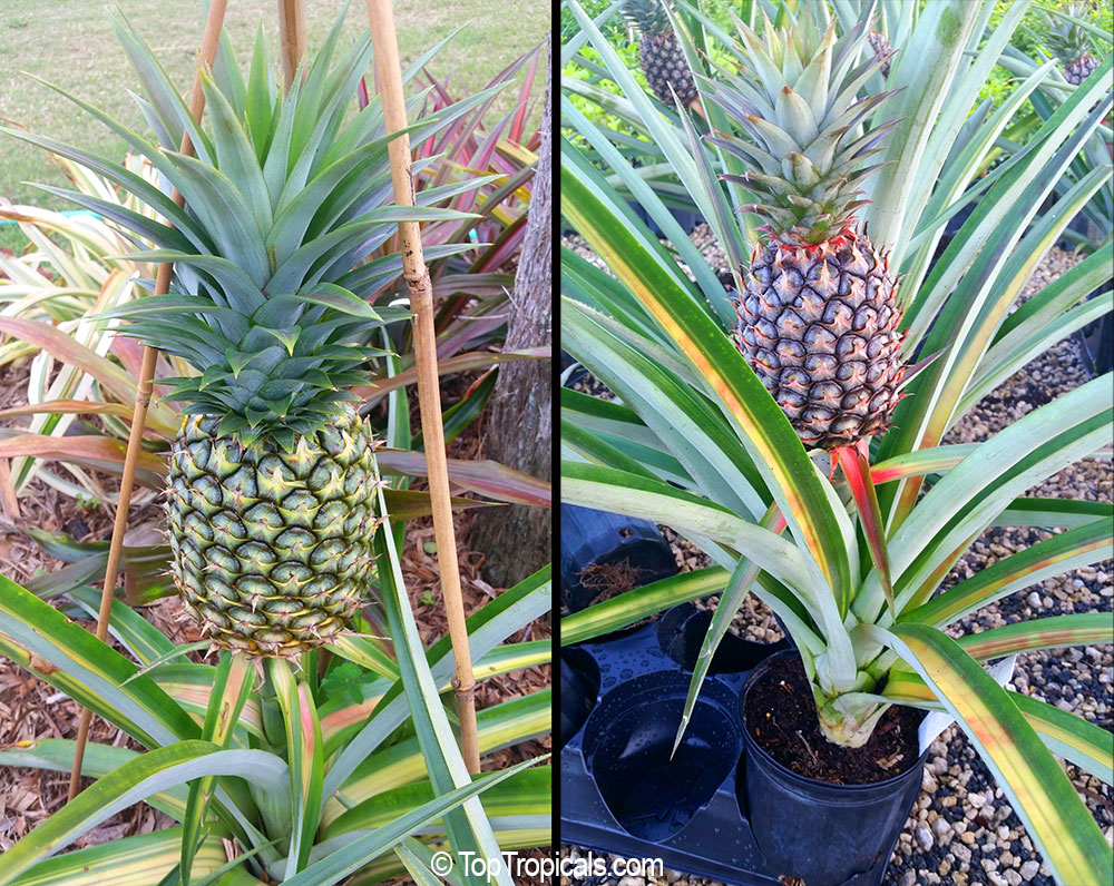 Pineapple fruit growing on plants