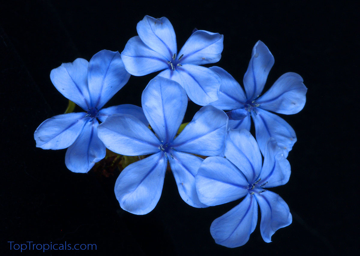 Flowering hedge Plumbago auriculata Imperial Blue