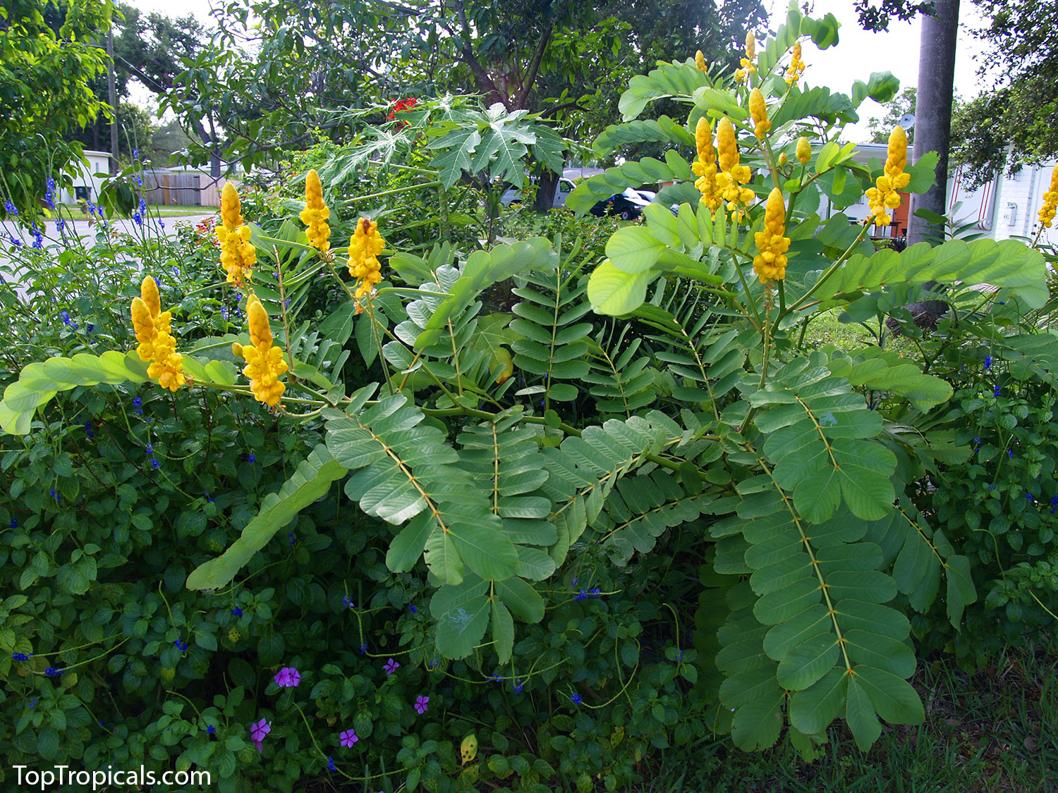 Senna alata - Empress Candle, Candelabra Plant