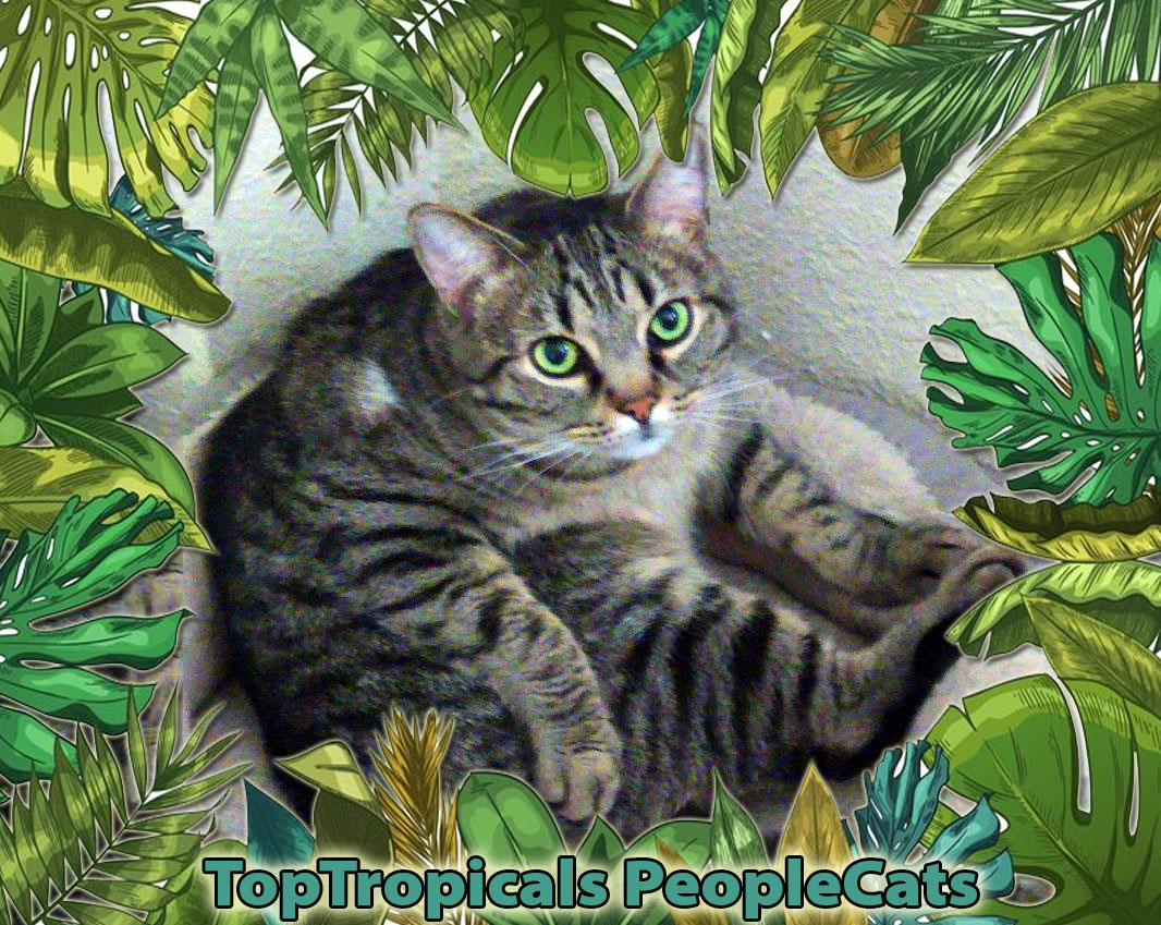 Green eyed cat with tropical foliage