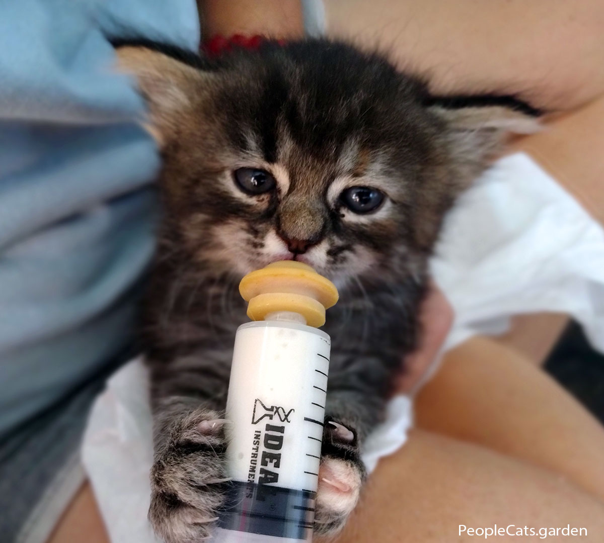 Shaka kitten with milk bottle