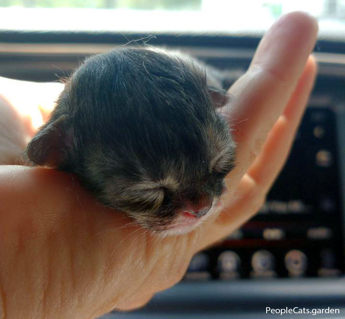 Shaka newborn kitten