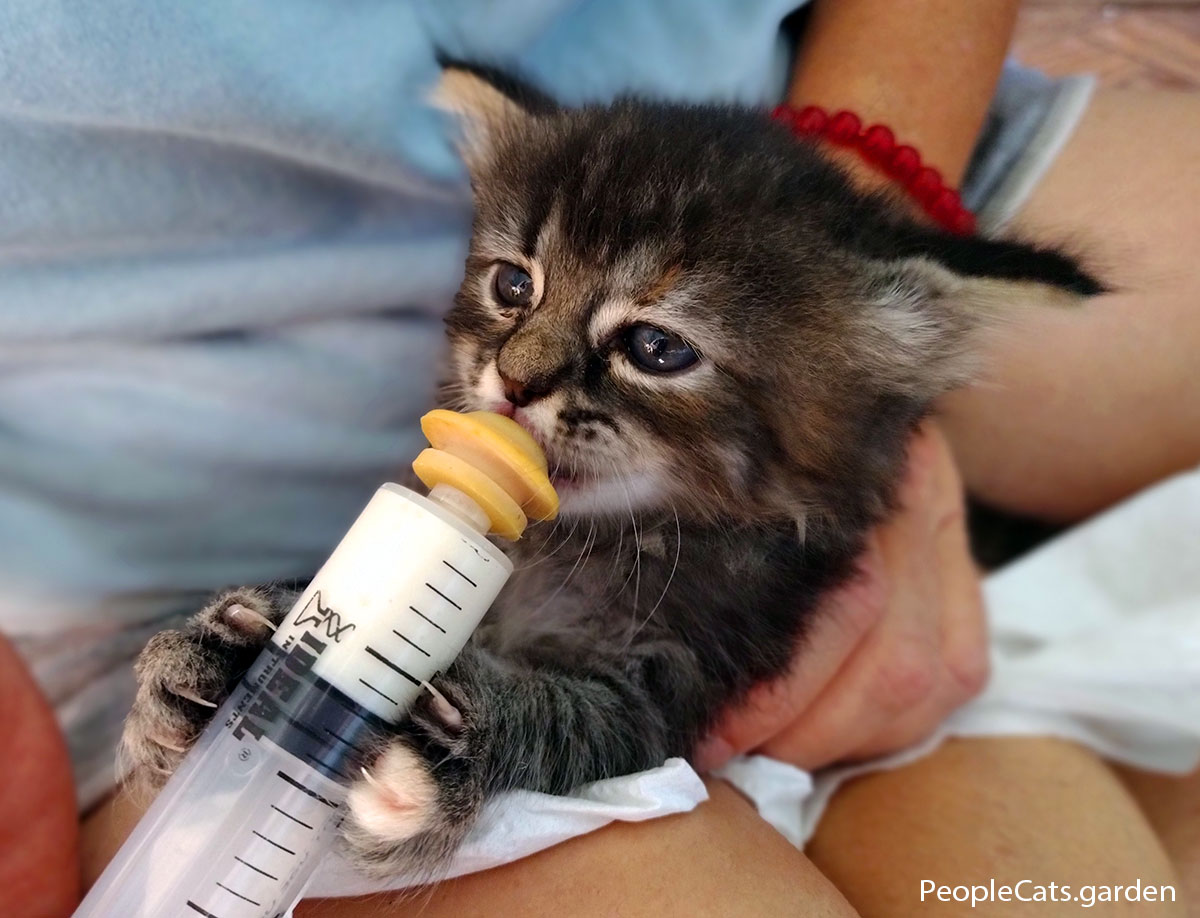 Shaka kitten with milk bottle