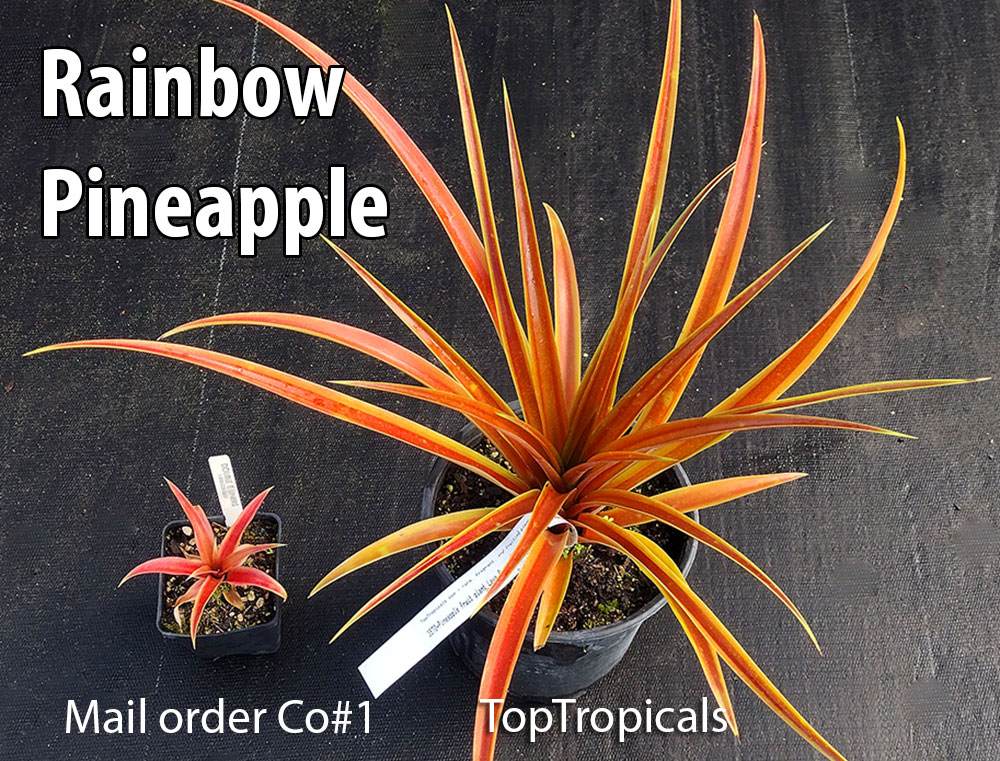 Side-to-side pineapple plant from Top Tropicals