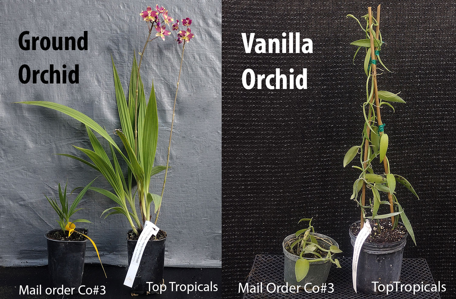 Side-to-side orchids from Top Tropicals