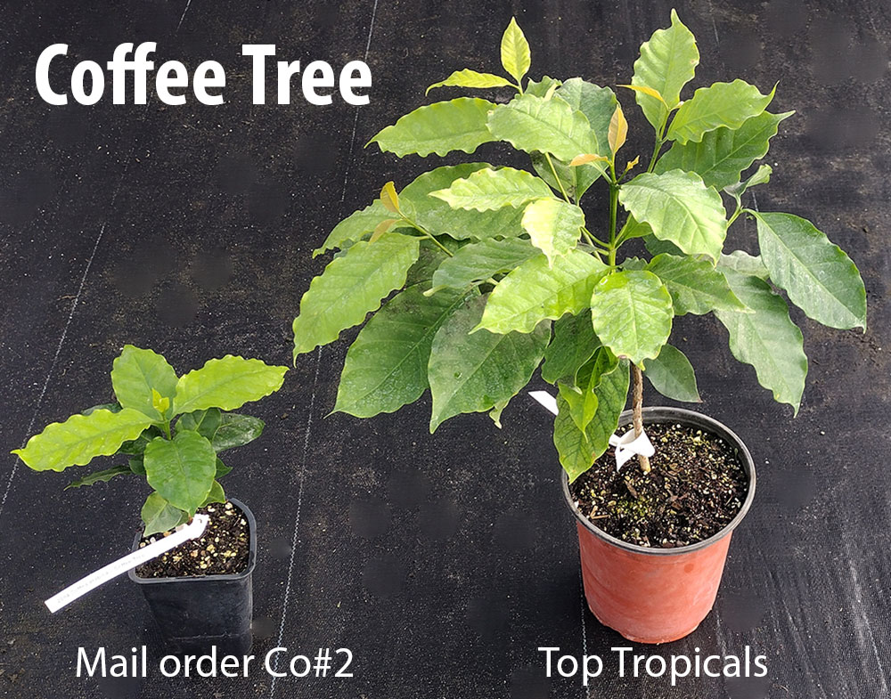 Side-to-side coffee tree from Top Tropicals