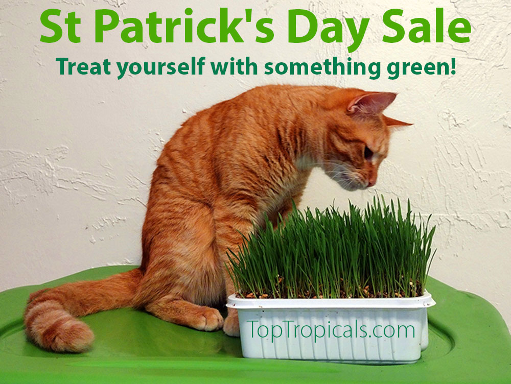 Orange cat eating grass on St Patricks day