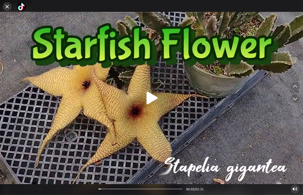 Starfish Flower - Stapelia gigantea, Top Tropicals TikTok