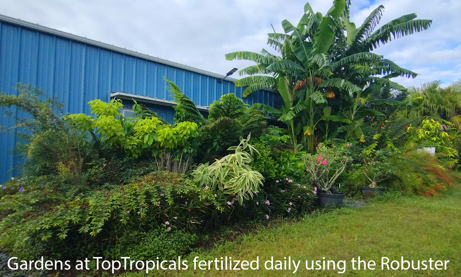 Top Tropicals gardens fertilized with the Robuster