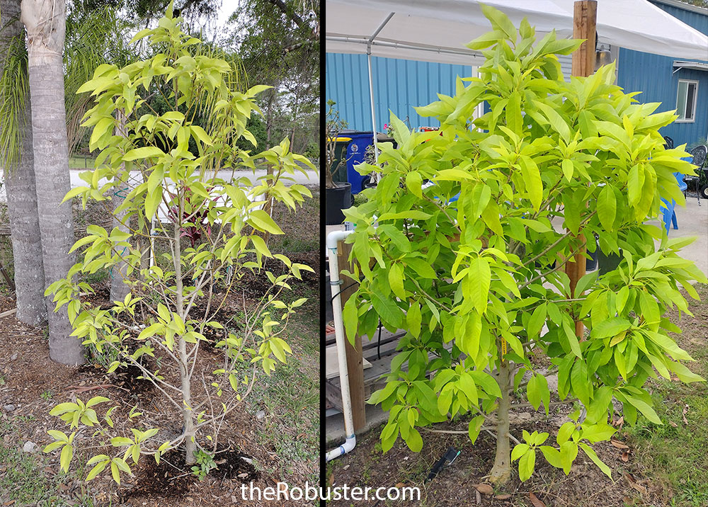 The Rubuster and Champaka tree turning green