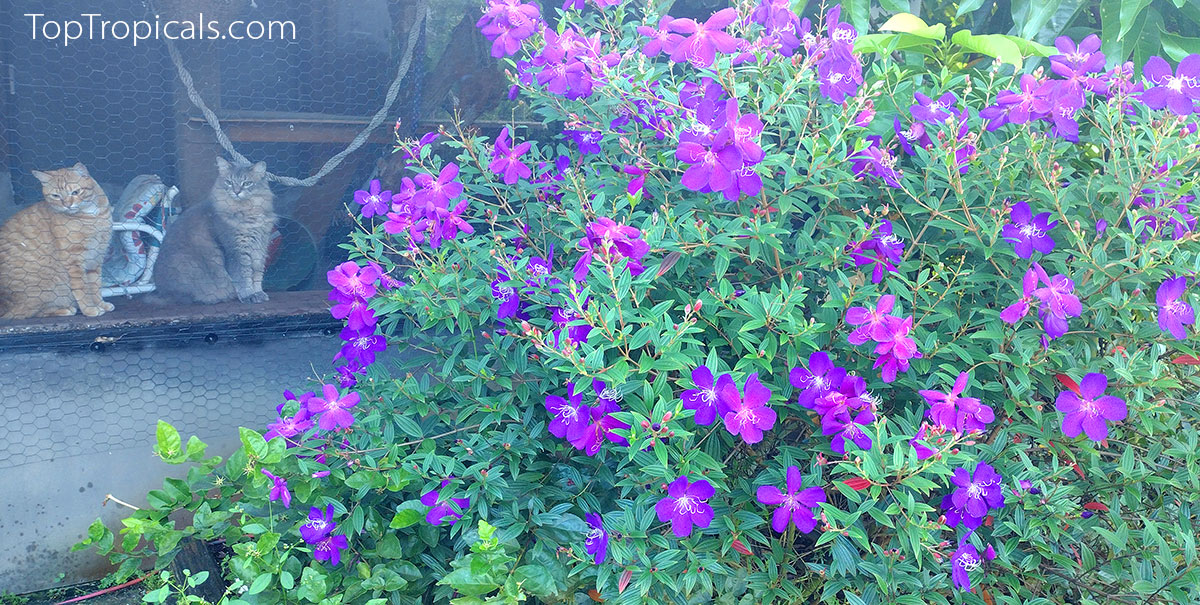 Flowering hedge Tibouchina lepidota - Ecuador Princess, Jules 
Dwarf