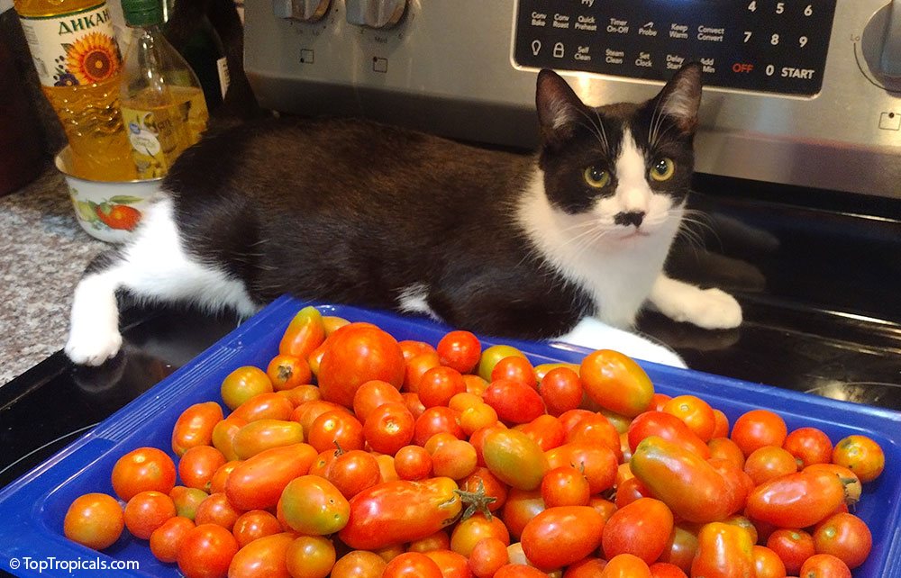 Tuxedo cat with tomatoes
