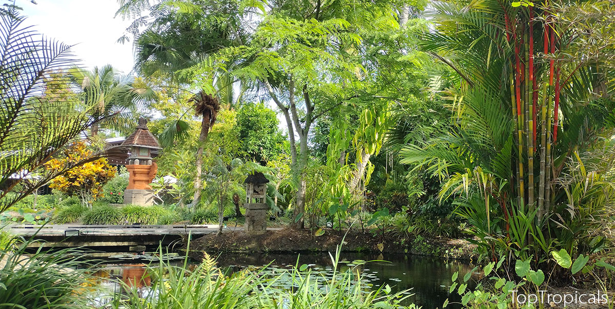 Tropical landscape with Red Lipstick Palm