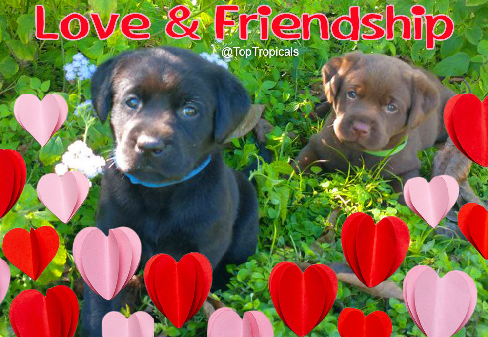 Valentines cute Puppies in the grass with hearts