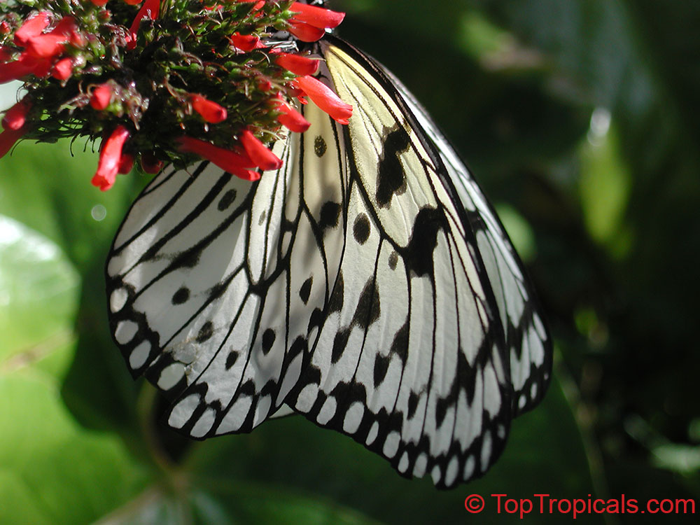 White butterfly on Russelia flower