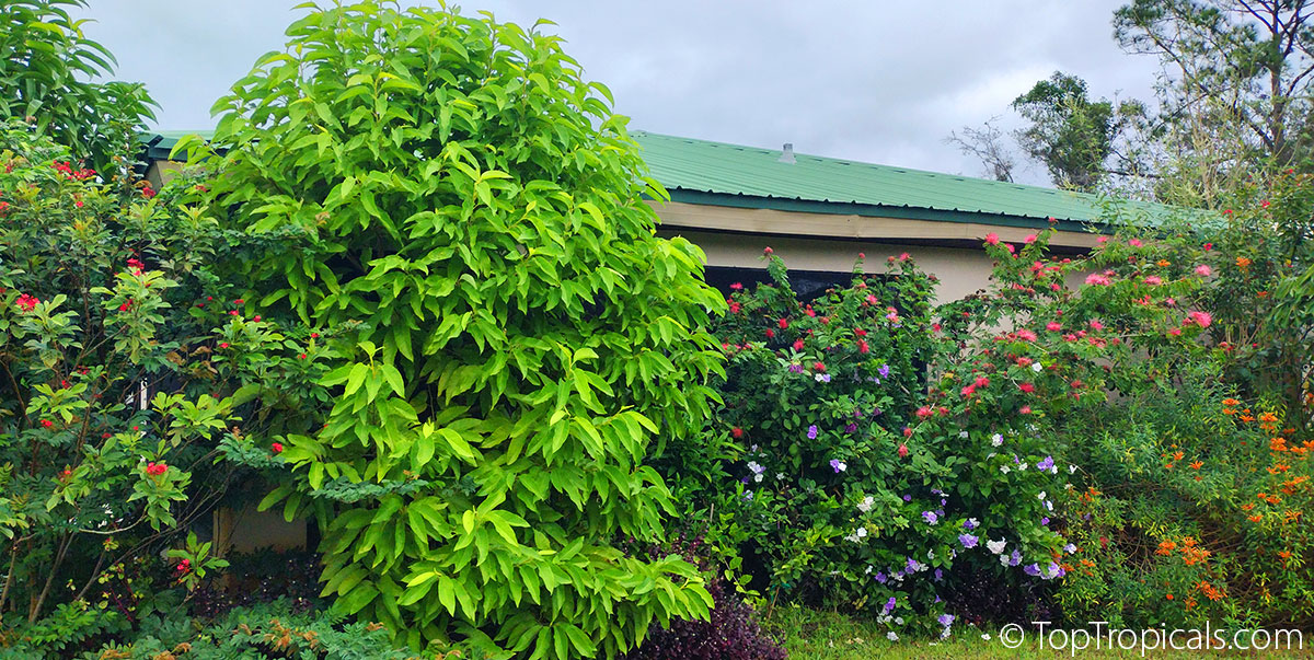 Winter bloomers: Jatropha, Champaka, Brunfelsia, Calliandra, Leonotis