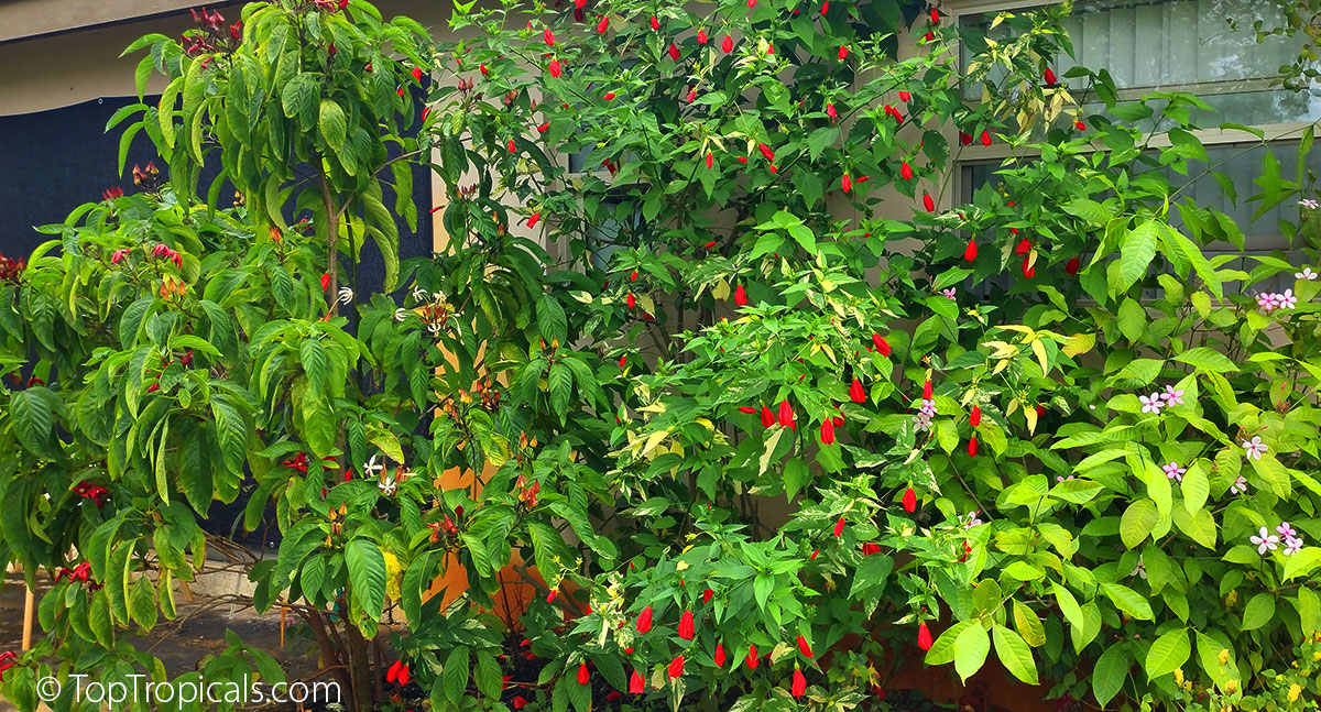 Winter bloomers: Clerodendrum minahasse, Malvaviscus Summer Snow, Kopsia 
fruticosa