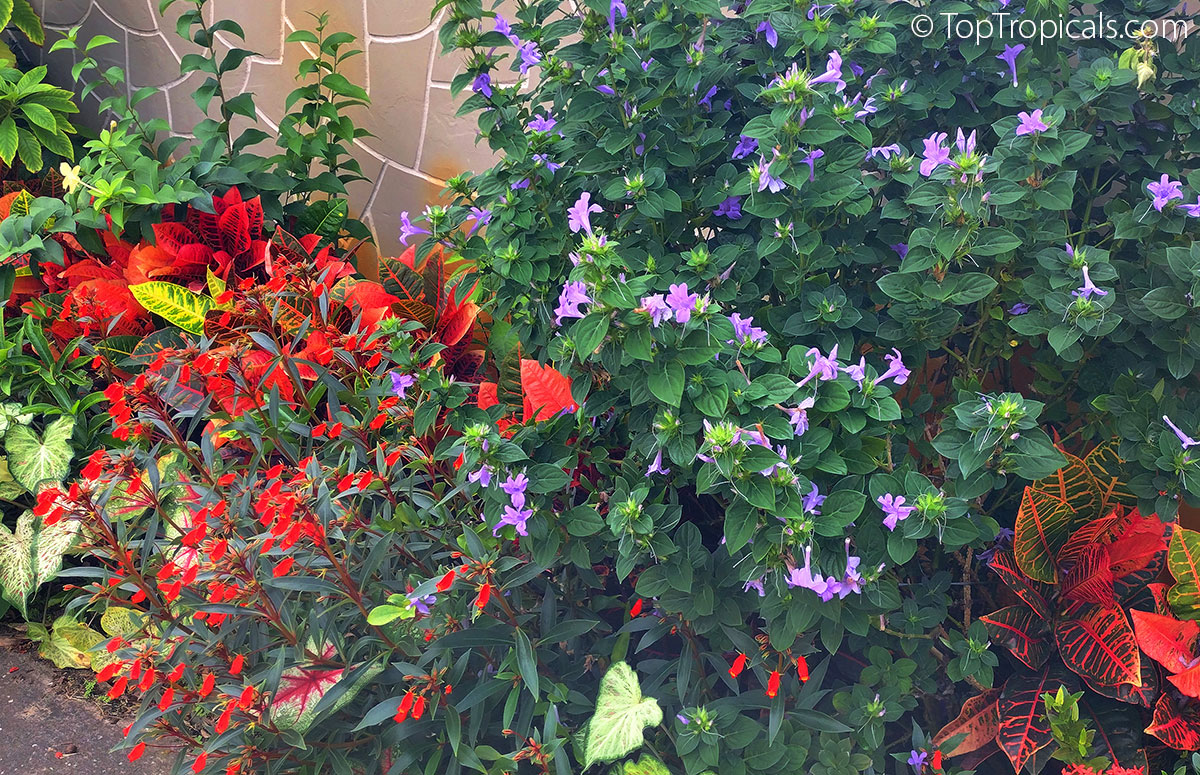 Winter bloomers: Gloxinia, Barleria, and ever-bright Crotons