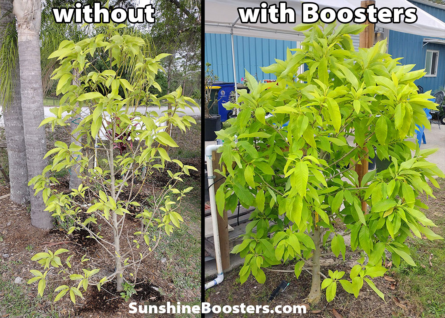 Champaka trees without and with Sunshine Boosters
