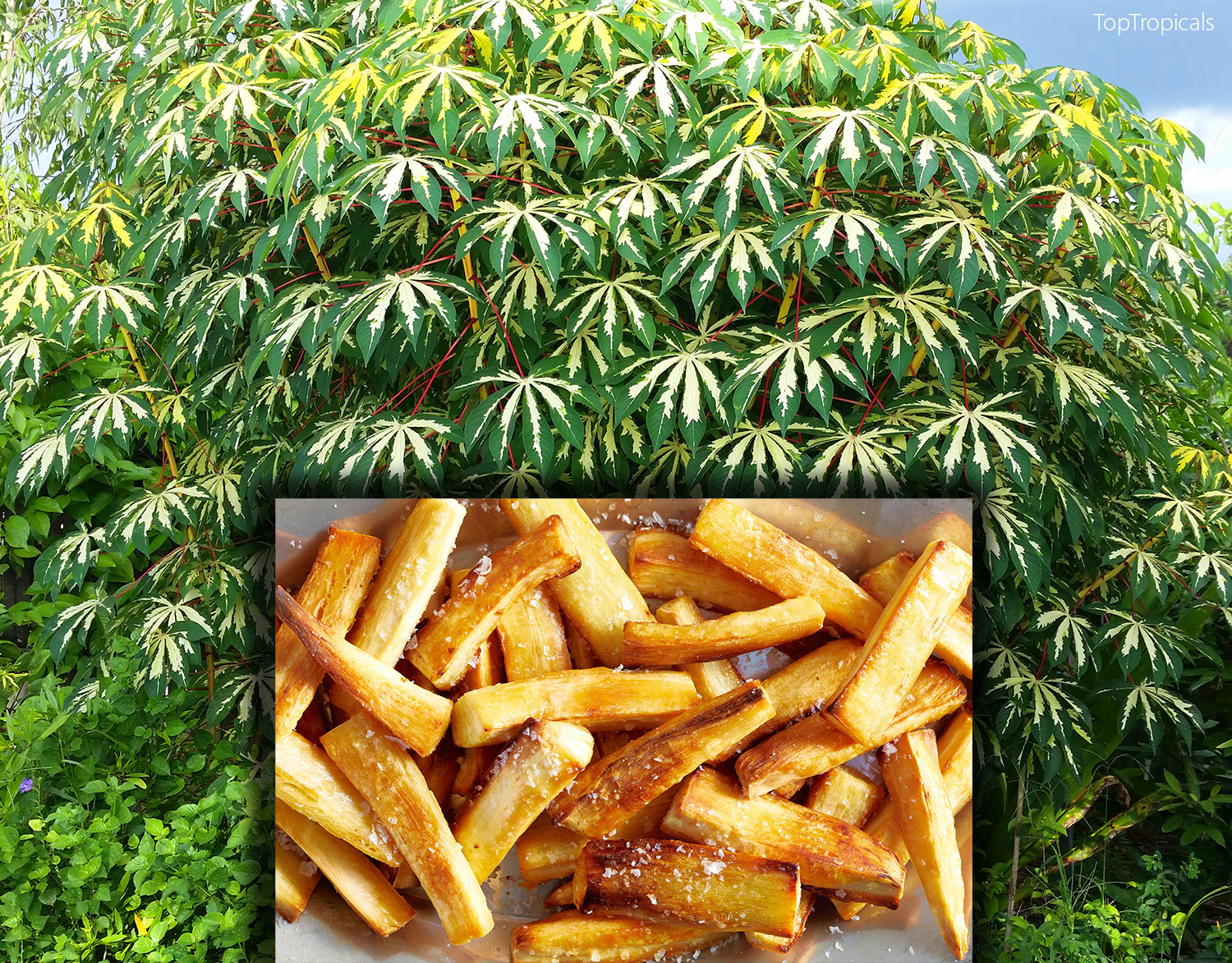 Yuca root fries recipe