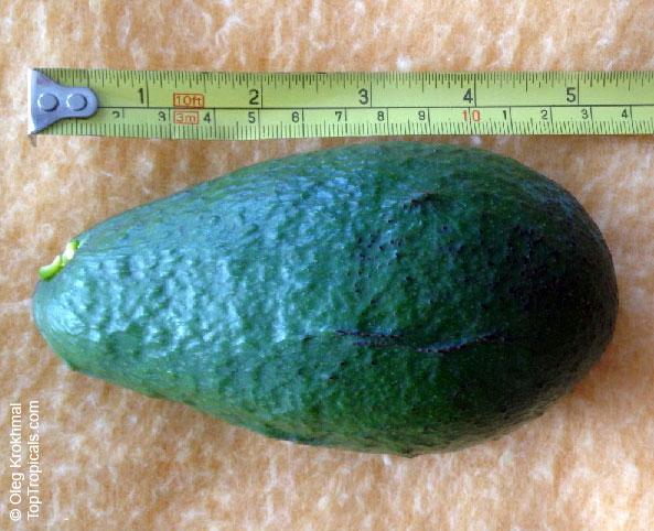 Avocado Fuerte