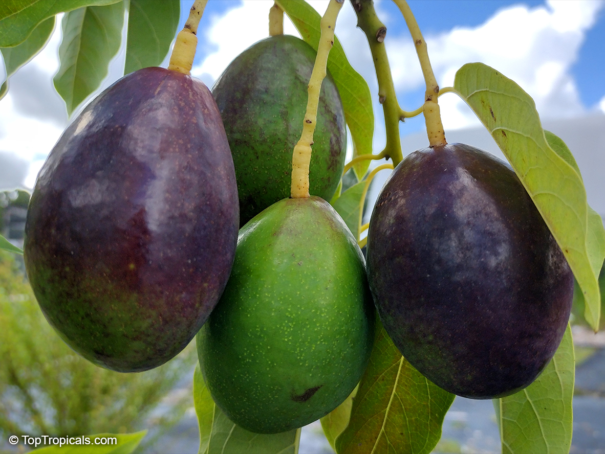 Avocado fruit on a tree