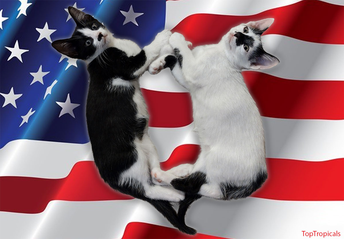 Two kittens, black and white, with American Flag