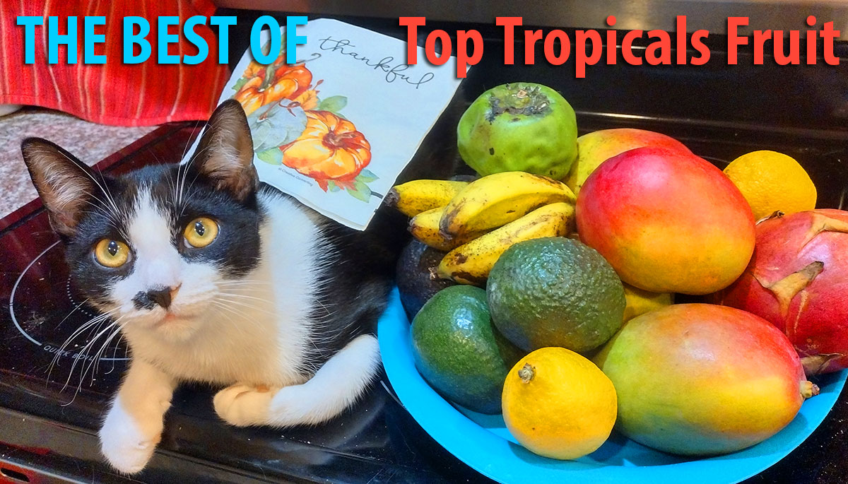 Top Tropicals Fruit