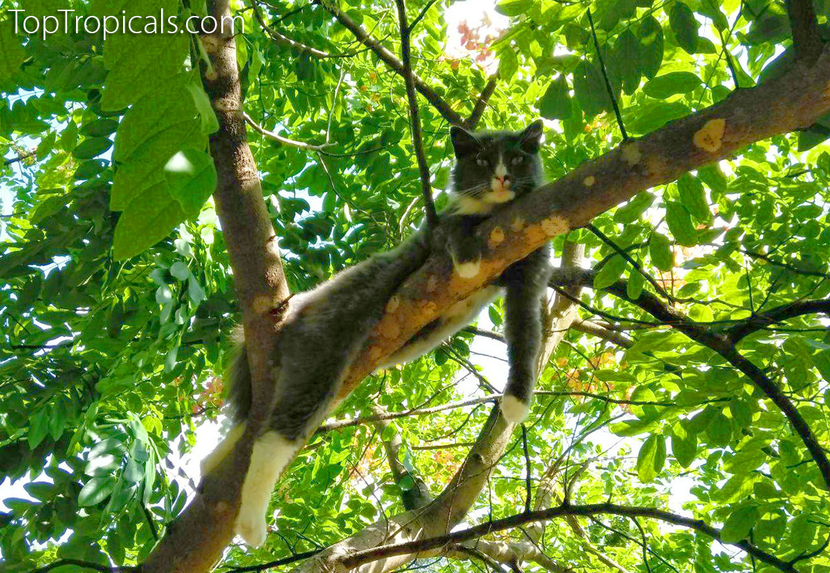 Cat in a tree