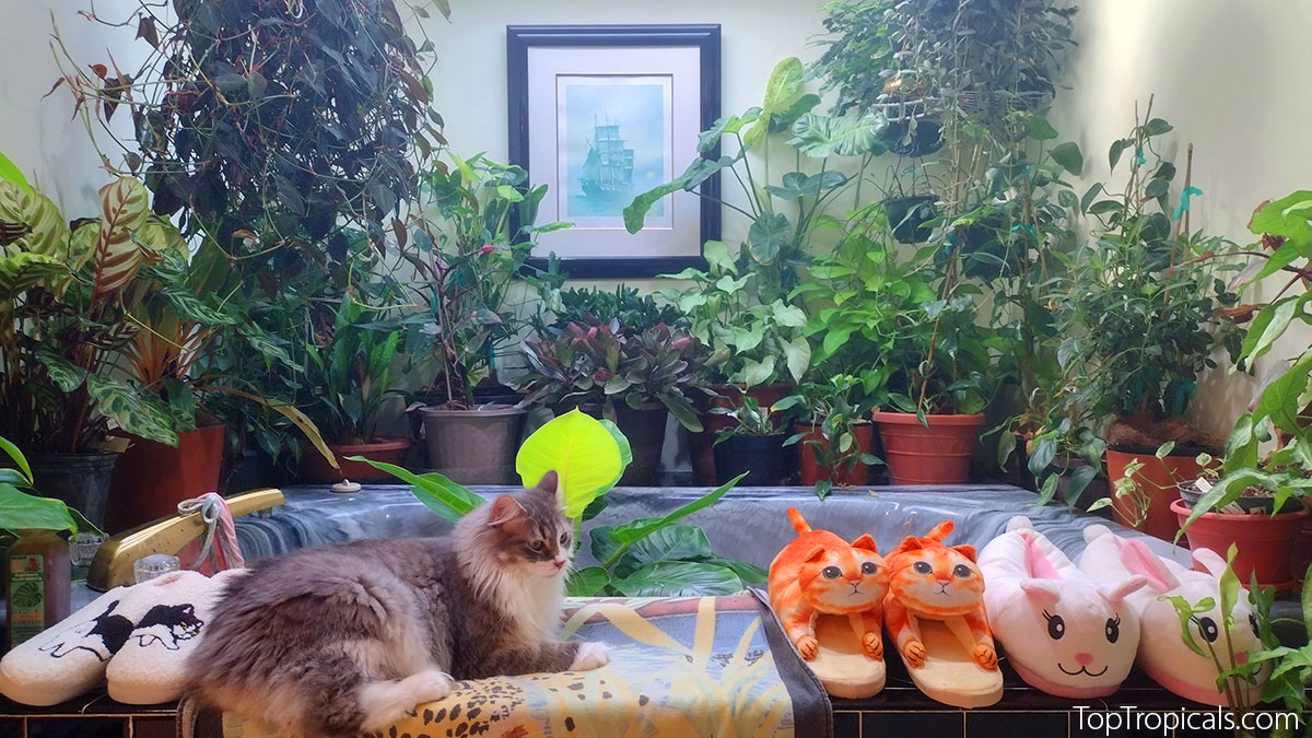 Cat Indoor Garden