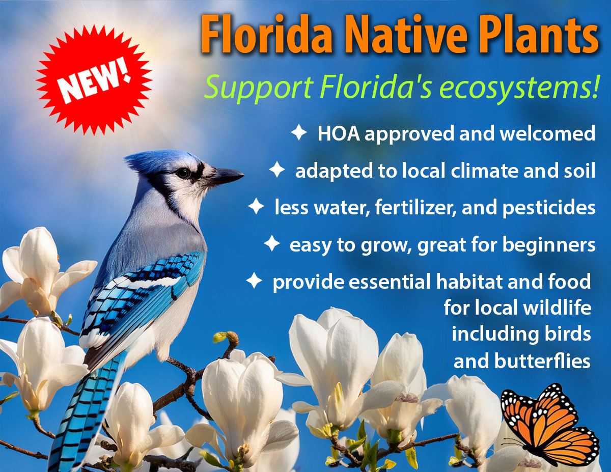 Florida Native Plants