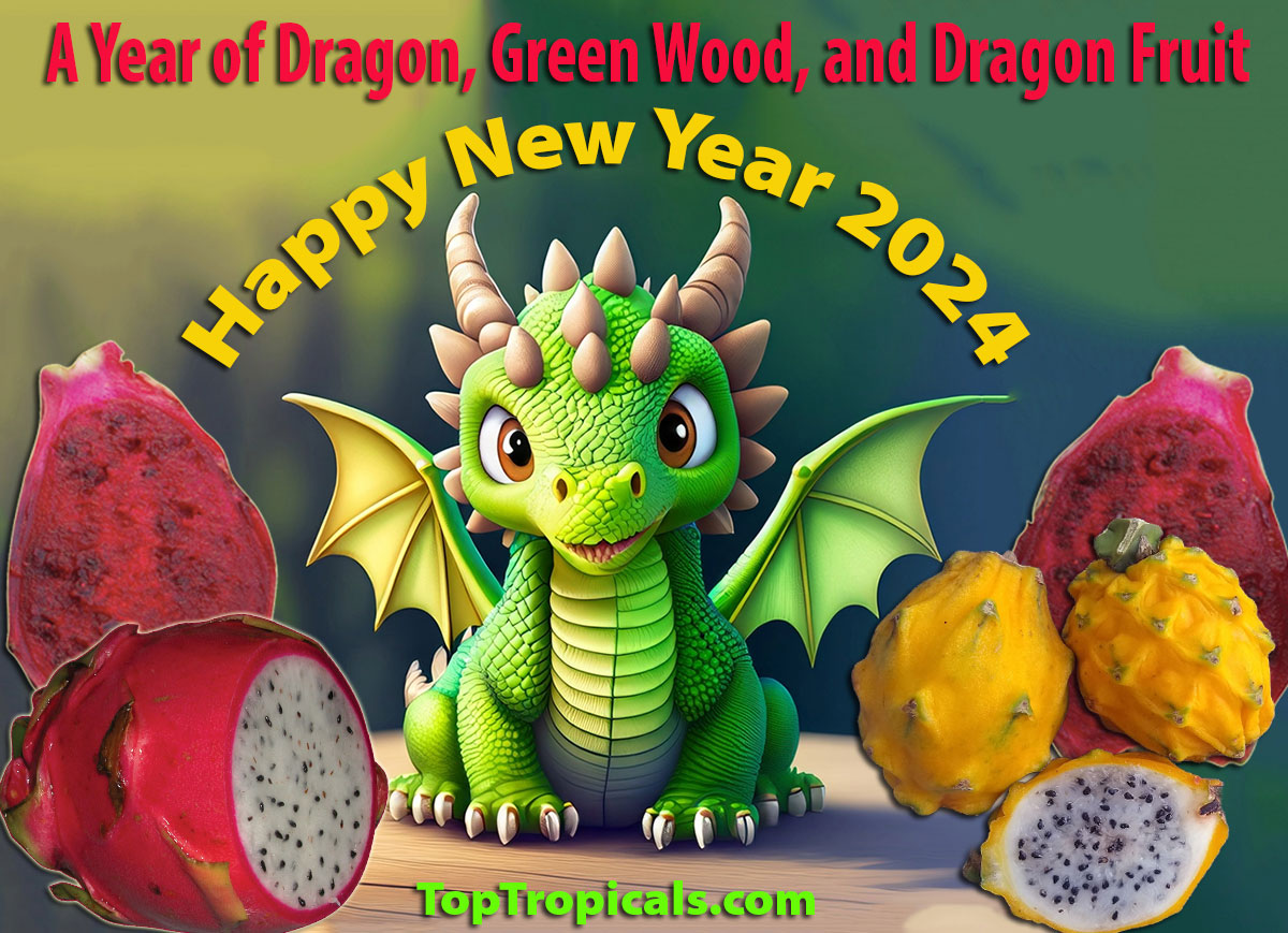 2024 the year of the Green Wooden Dragon with Dragon Fruit 