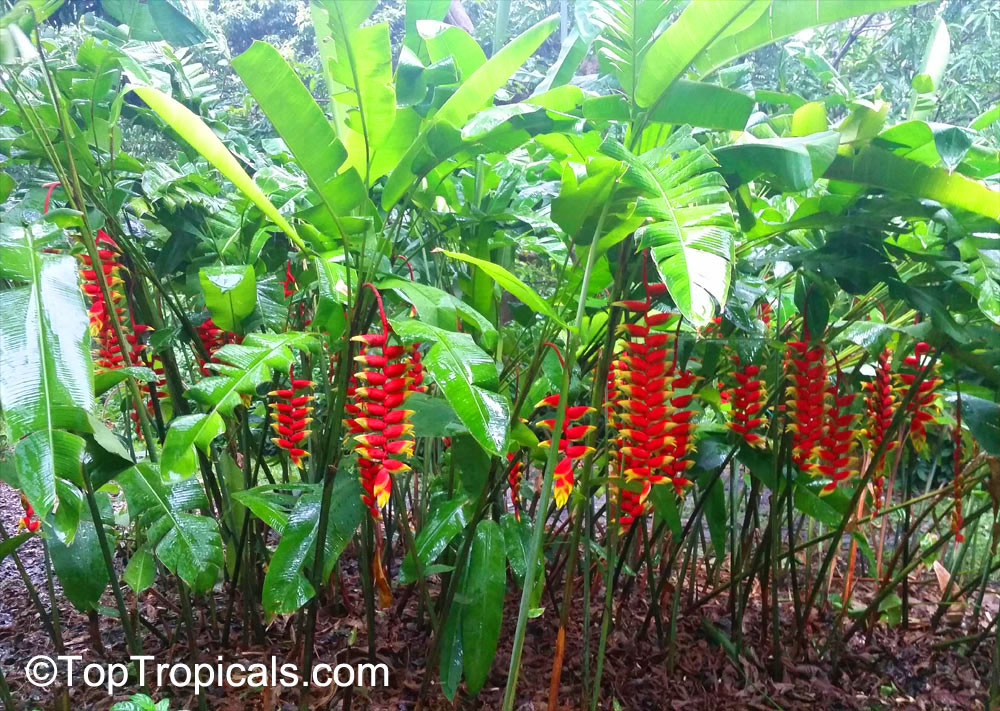 Heliconia rostrata - Lobster Claw