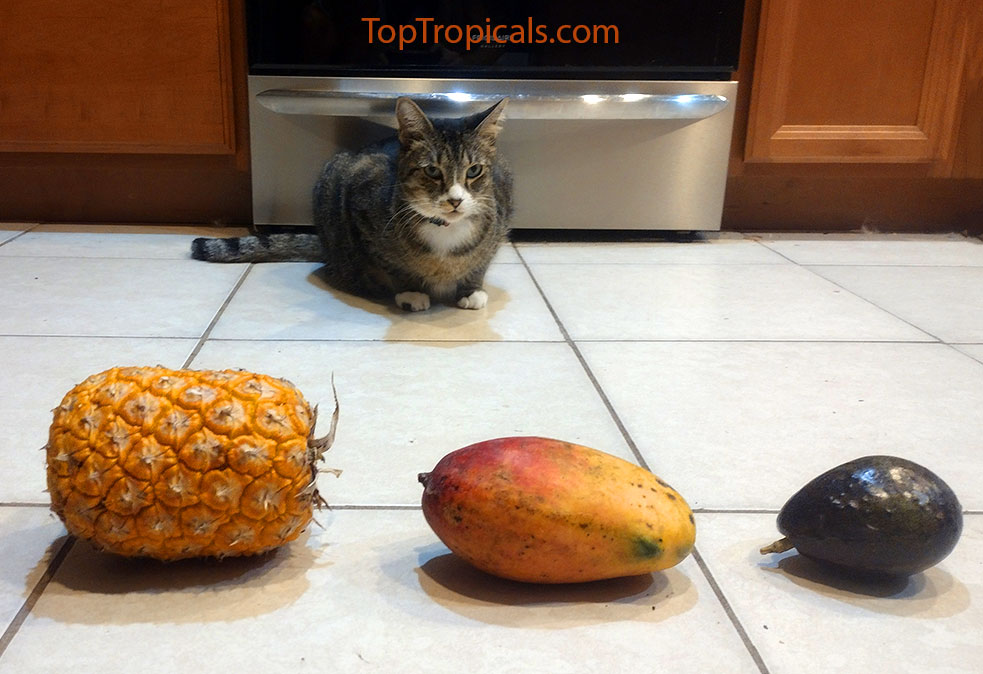 Cat with tropical fruit