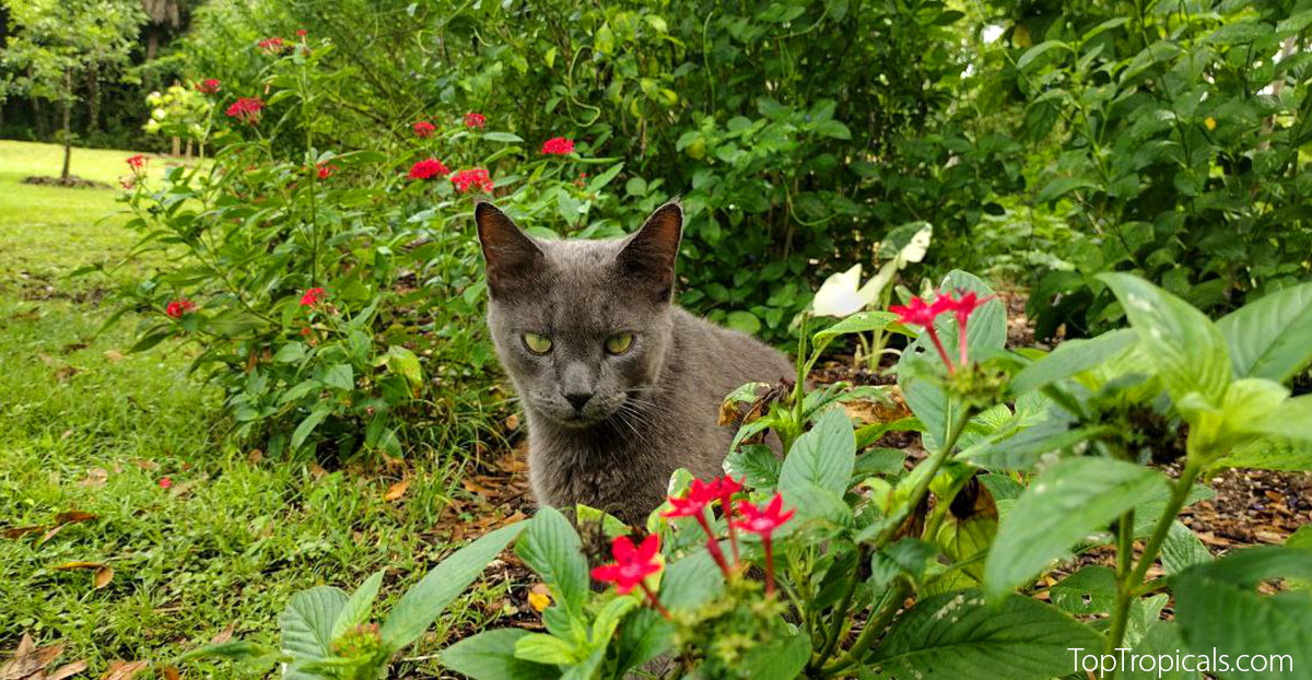 King Cat of Top Tropicals