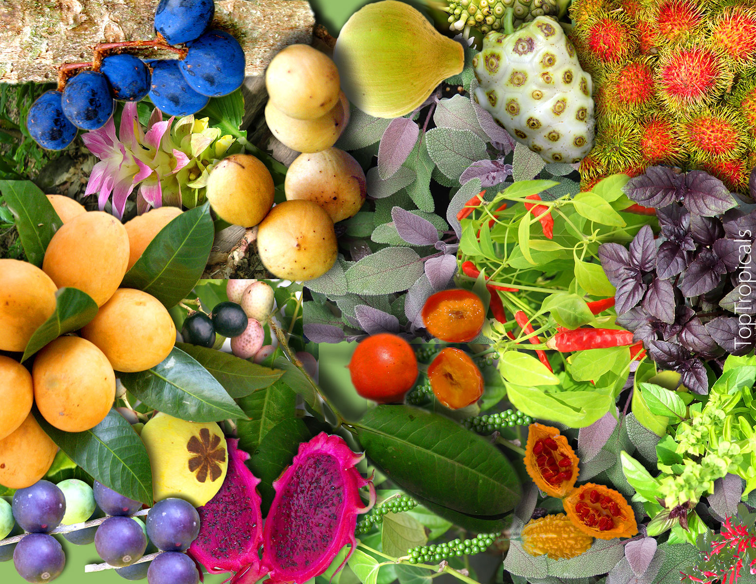 Tropical Food Forest collage