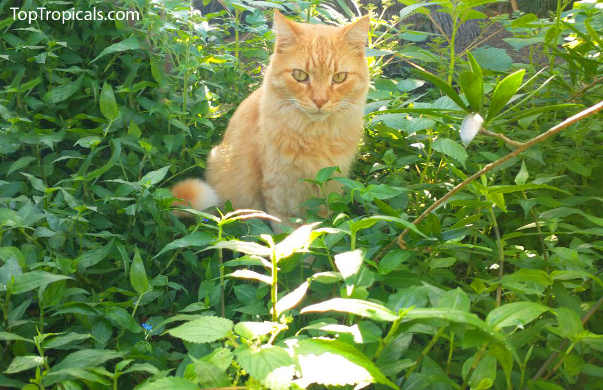 cat in the garden