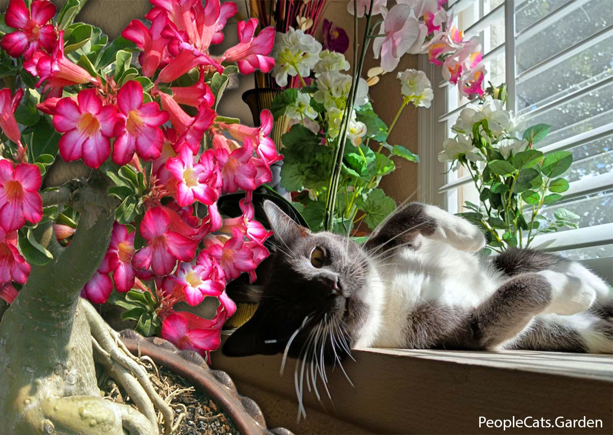 Cat with adenium flowers