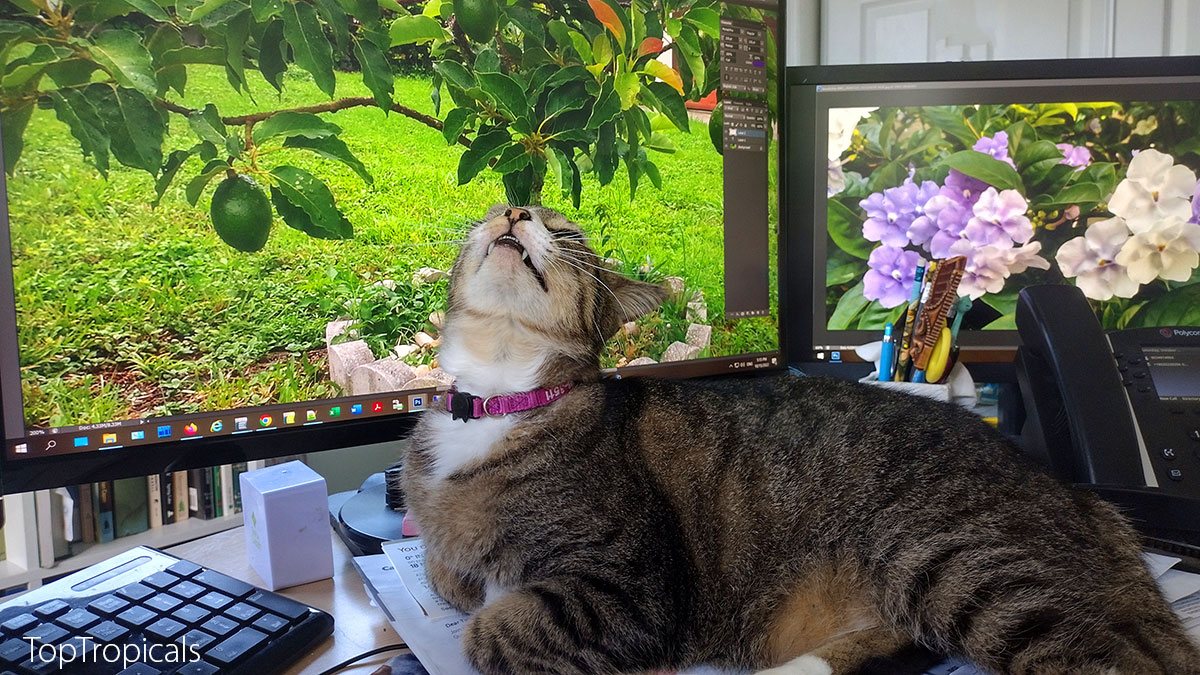 Cat on keyboard with avocado 
fruit