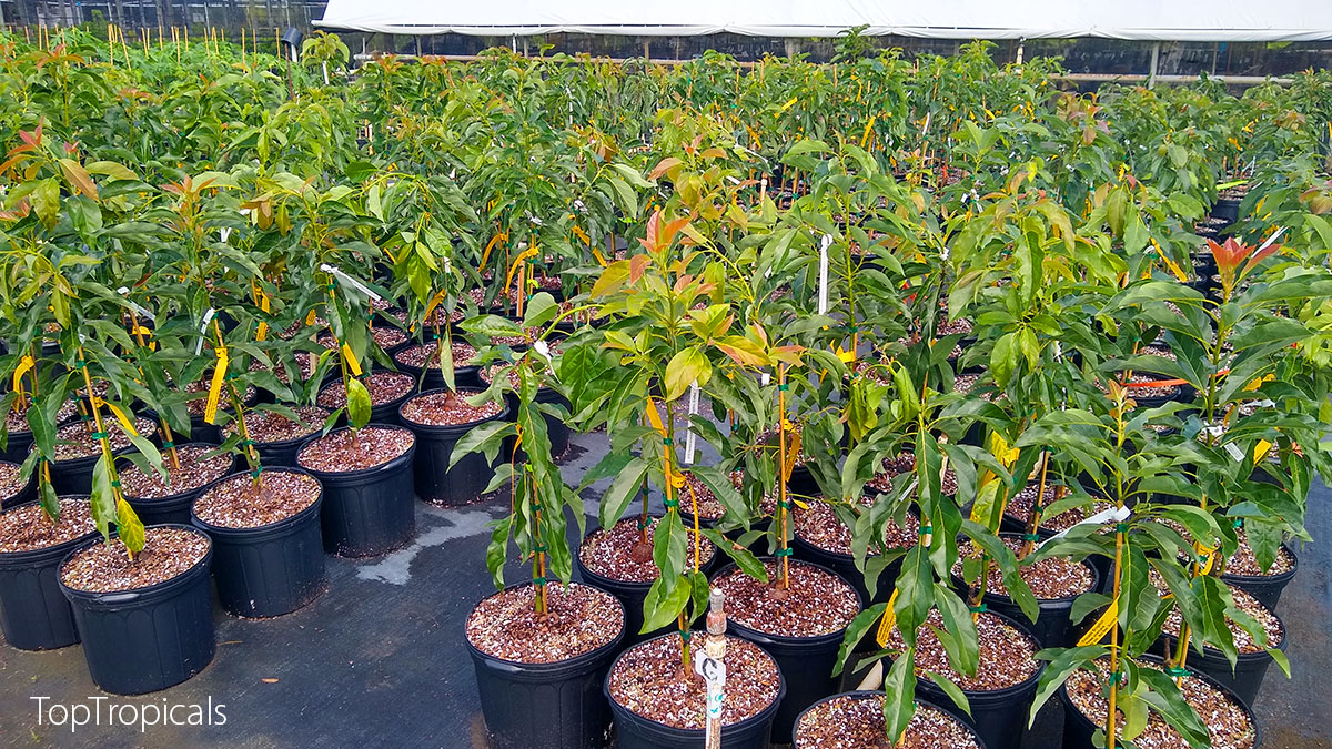 Avocado trees in containers