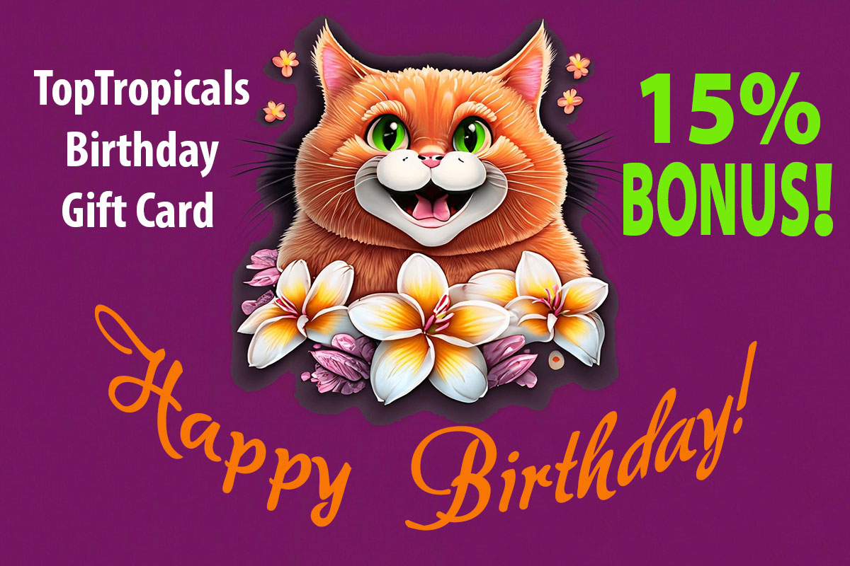 Birthday Gift Card with cat and flowers