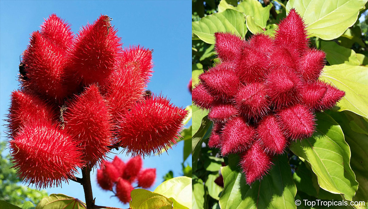 Bixa orellana - Lipstick Tree, Annatto, Achiote