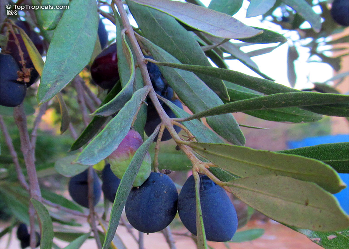 Black olive on a tree