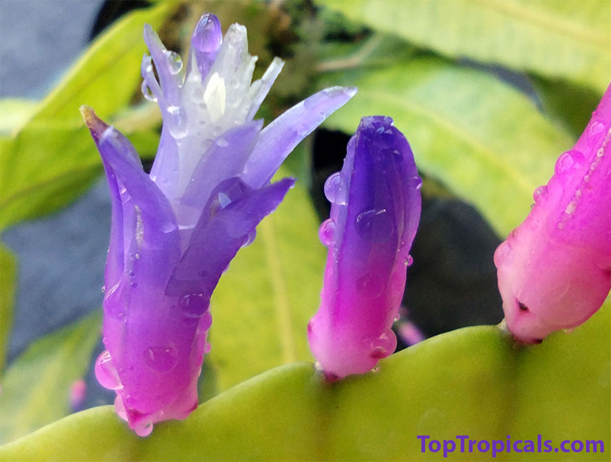 Pseudorhipsalis amazonica - Blue Flame