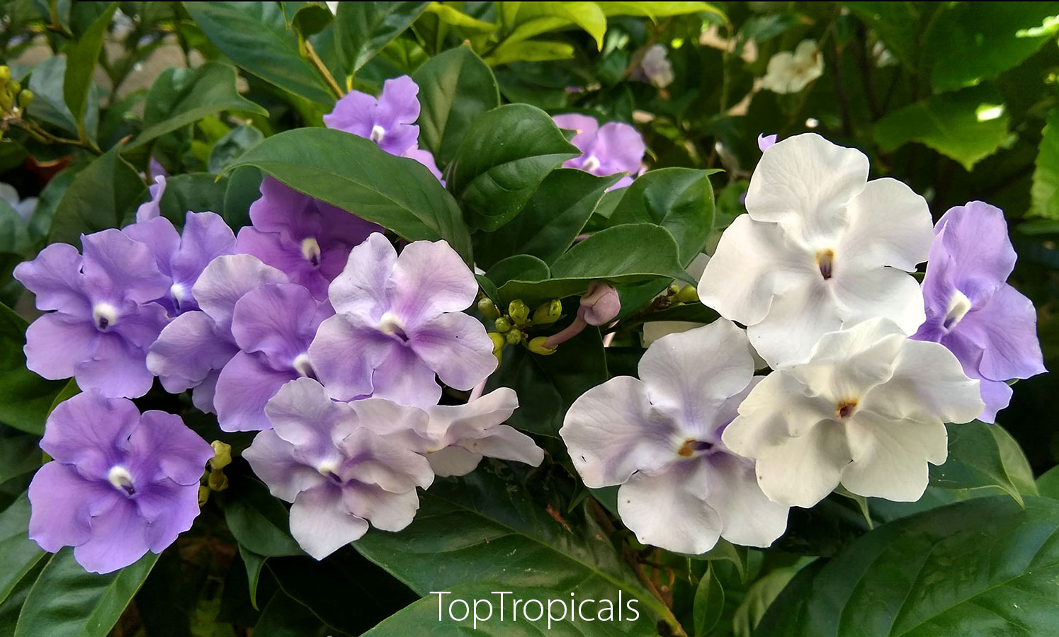 Brunfelsia pauciflora Compacta - Dwarf Yesterday-Today-Tomorrow