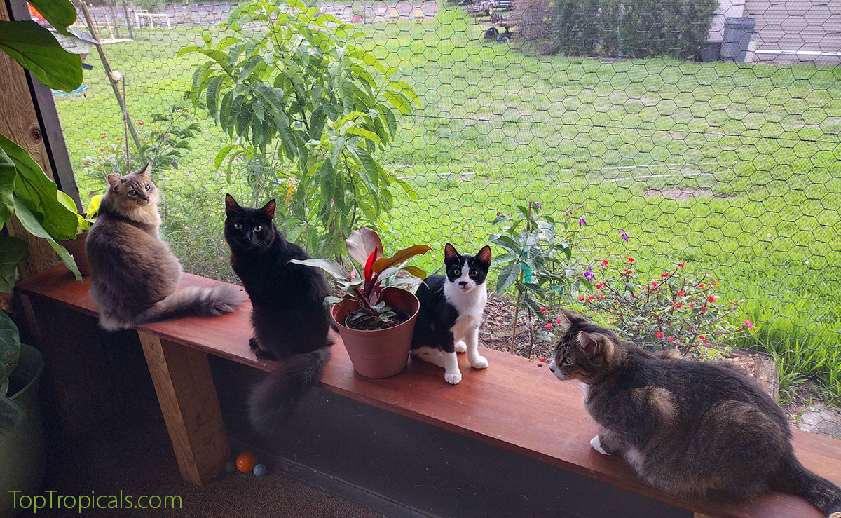 Cat diversity in the garden