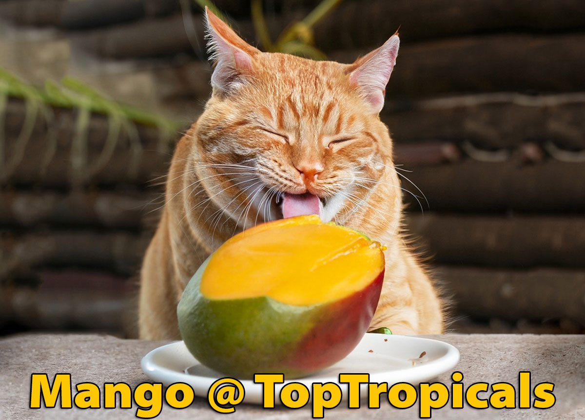 Cat eating mango