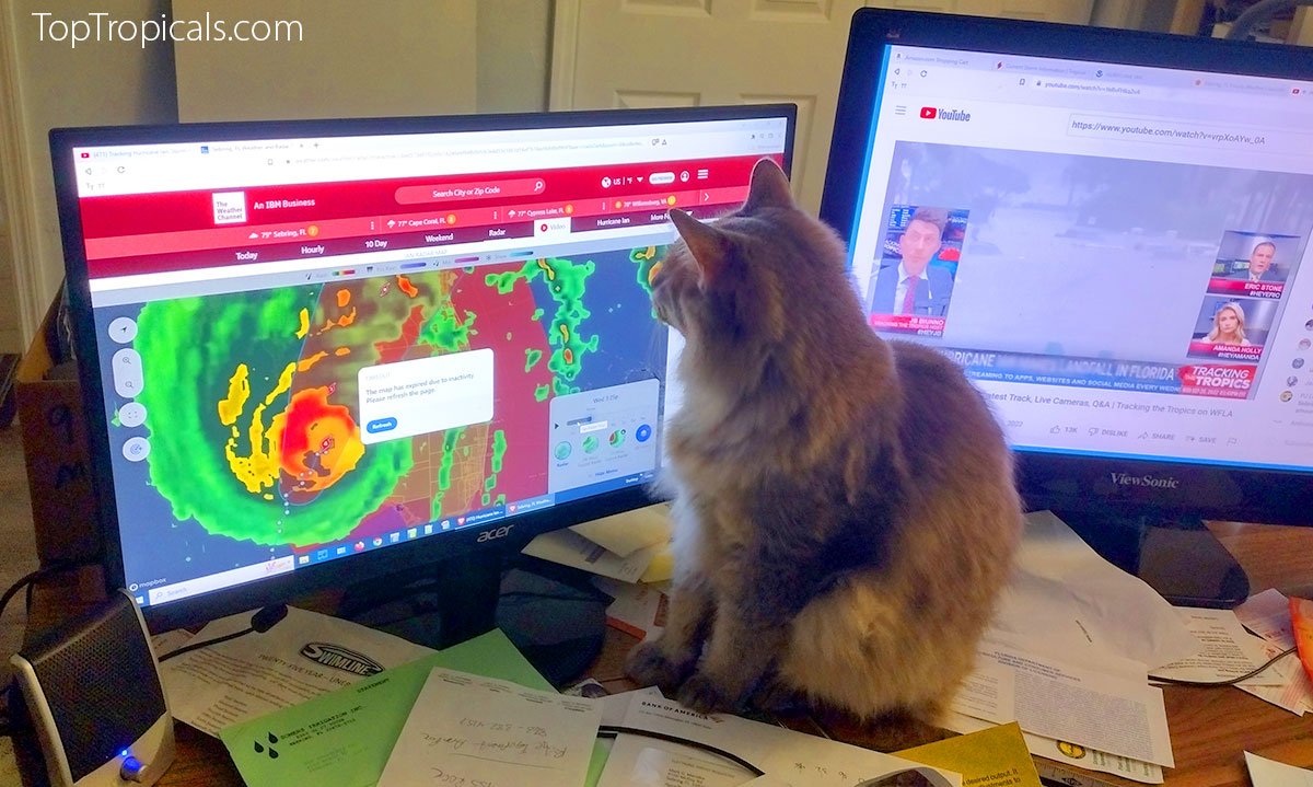 Cat watching Hurricane path on monitor